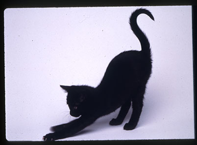 Don't be scaredy of black cats | Natural History Museum